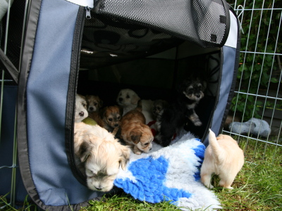 Bichon Havanais hvalpe hos Kennel Miki Nanoq